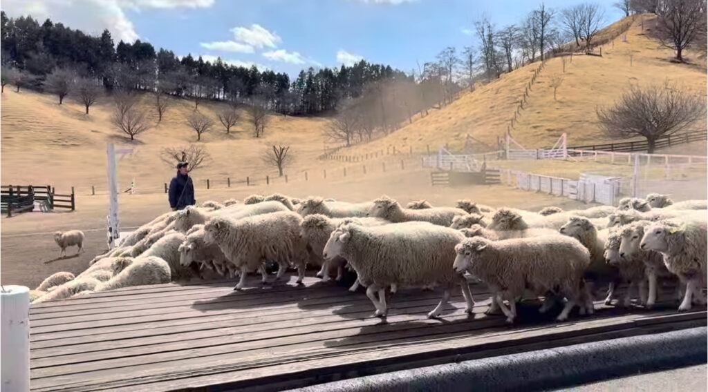 赤ちゃん・子連れ伊香保グリーン牧場　シープドッグショー