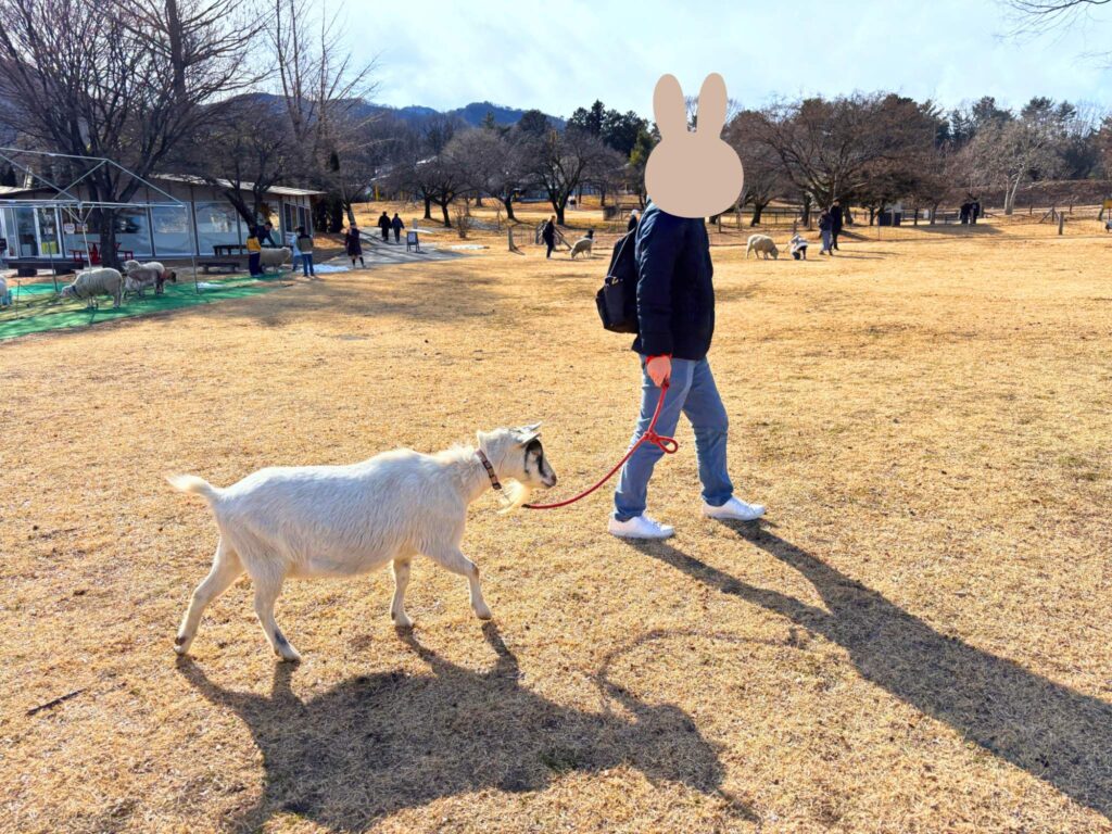 赤ちゃん・子連れ伊香保グリーン牧場　ヤギとお散歩
